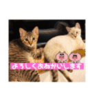 くらねこスタンプ（個別スタンプ：9）