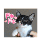くらねこスタンプ（個別スタンプ：14）