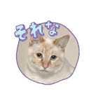 くらねこスタンプ（個別スタンプ：15）