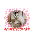 くらねこスタンプ（個別スタンプ：22）