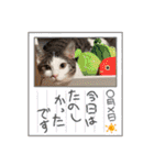 くらねこスタンプ（個別スタンプ：23）