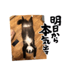 くらねこスタンプ（個別スタンプ：26）