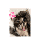 くらねこスタンプ（個別スタンプ：30）