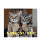 くらねこスタンプ（個別スタンプ：34）