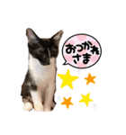 くらねこスタンプ（個別スタンプ：36）