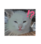 くらねこスタンプ（個別スタンプ：38）