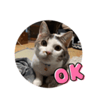 くらねこスタンプ（個別スタンプ：39）