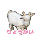 バニラのスタンプ（たまにヤギ）（個別スタンプ：12）