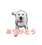 バニラのスタンプ（たまにヤギ）（個別スタンプ：13）
