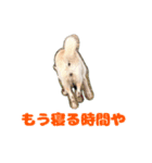 バニラのスタンプ（たまにヤギ）（個別スタンプ：28）
