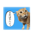 ちゃろスタンピぃ（個別スタンプ：1）