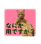 ちゃろスタンピぃ（個別スタンプ：4）