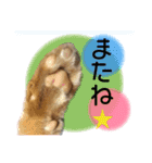 ちゃろスタンピぃ（個別スタンプ：5）