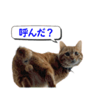 ちゃろスタンピぃ（個別スタンプ：7）