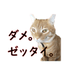 ちゃろスタンピぃ（個別スタンプ：9）
