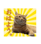 ちゃろスタンピぃ（個別スタンプ：12）