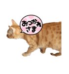 「今日のこたつ」のスタンプ！（個別スタンプ：12）