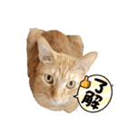 「今日のこたつ」のスタンプ！（個別スタンプ：13）