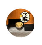 ヒョウモントカゲモドキ (レオパ)のマロン（個別スタンプ：19）