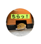 ヒョウモントカゲモドキ (レオパ)のマロン（個別スタンプ：31）