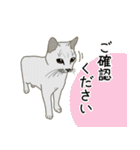 ひねもす茶とらねこ 2（個別スタンプ：16）