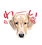 柑本犬（個別スタンプ：4）