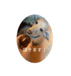 大人アルバ！（個別スタンプ：1）