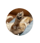 大人アルバ！（個別スタンプ：7）