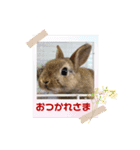 うさぎのリリ☆日常会話スタンプ（個別スタンプ：5）