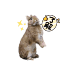 うさぎのリリ☆日常会話スタンプ（個別スタンプ：7）