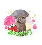 うさぎのリリ☆日常会話スタンプ（個別スタンプ：12）