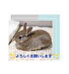 うさぎのリリ☆日常会話スタンプ（個別スタンプ：16）