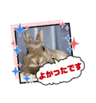 うさぎのリリ☆日常会話スタンプ（個別スタンプ：17）