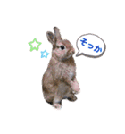 うさぎのリリ☆日常会話スタンプ（個別スタンプ：19）