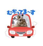 うさぎのリリ☆日常会話スタンプ（個別スタンプ：22）