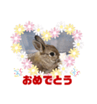 うさぎのリリ☆日常会話スタンプ（個別スタンプ：23）