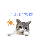 かしゅもちファミリー その1（個別スタンプ：13）