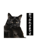 かしゅもちファミリー その1（個別スタンプ：14）