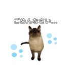 かしゅもちファミリー その1（個別スタンプ：15）