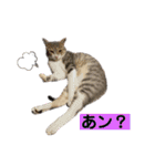 かしゅもちファミリー その1（個別スタンプ：21）