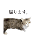かしゅもちファミリー その1（個別スタンプ：24）