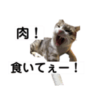 かしゅもちファミリー その1（個別スタンプ：32）