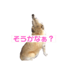 めるものスタンプ3（個別スタンプ：13）