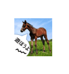 uma's 牧場の馬 うま 競走馬 サラブレッド（個別スタンプ：2）