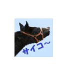 uma's 牧場の馬 うま 競走馬 サラブレッド（個別スタンプ：5）