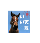 uma's 牧場の馬 うま 競走馬 サラブレッド（個別スタンプ：6）