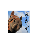 uma's 牧場の馬 うま 競走馬 サラブレッド（個別スタンプ：7）