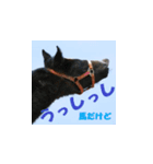 uma's 牧場の馬 うま 競走馬 サラブレッド（個別スタンプ：13）