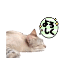くりはらさんちのにゃんこ。（個別スタンプ：14）