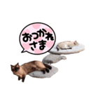 くりはらさんちのにゃんこ。（個別スタンプ：16）